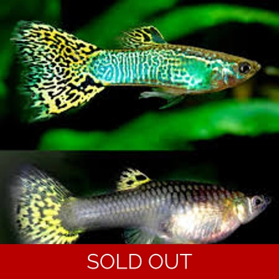 Green Cobra Guppy Pairs